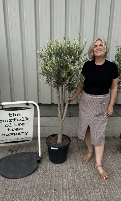 Multi-stem Olive tree