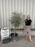 Mature Olive tree for sale