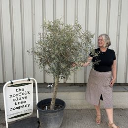 Mature Olive tree for sale