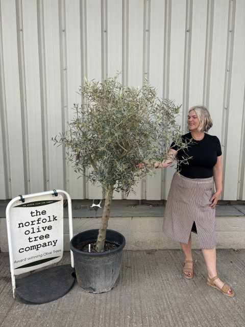 Mature Olive tree for sale