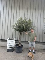 Mature Olive tree