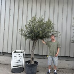 Mature Olive tree