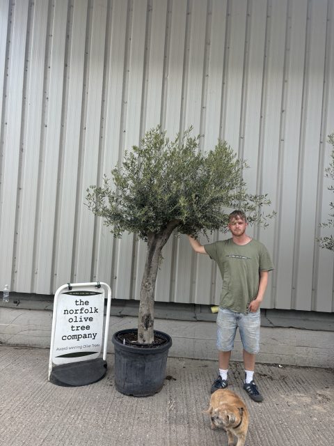 Mature Olive tree