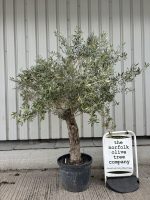 IMG_0616 Ancient Olive Tree