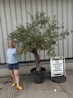 IMG_0621 Ancient Olive Tree