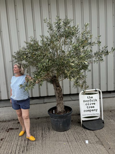 IMG_0621 Ancient Olive Tree