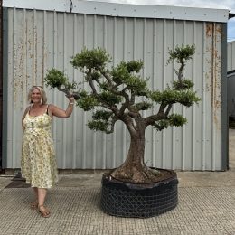 Niwaki cloud Olive tree