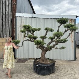 Niwaki cloud Olive tree
