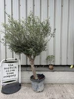 IMG_3589 Vase shaped Olive tree