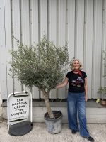 IMG_3592 Vase shaped Olive tree