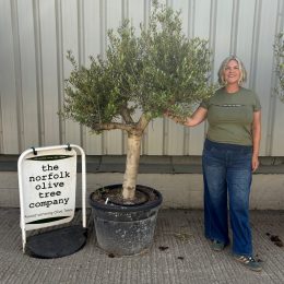 Mature Olive tree