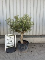 Mature Olive tree