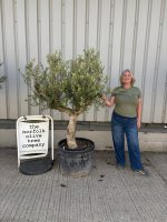 Mature Olive tree