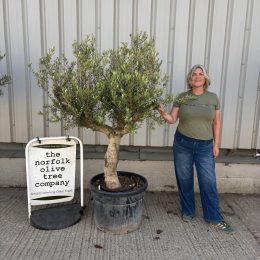 Mature Olive tree
