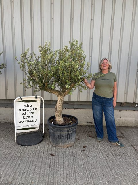 Mature Olive tree