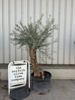 Charming gnarled Olive tree