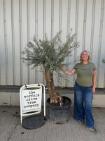 Charming gnarled Olive tree