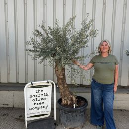 Charming gnarled Olive tree