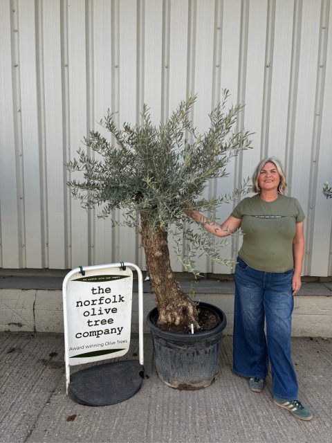 Charming gnarled Olive tree