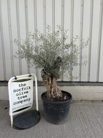 Gnarled Olive Tree