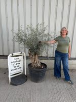 Gnarled Olive Tree