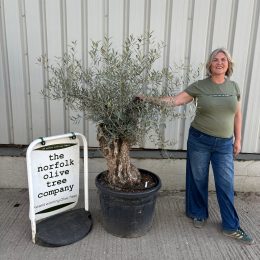Gnarled Olive Tree