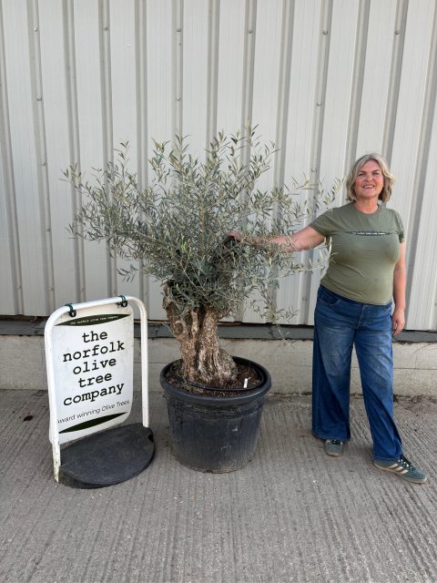 Gnarled Olive Tree