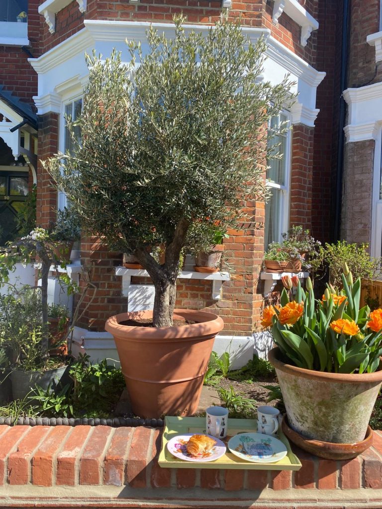 Arbequina Frantoio Olive Tree
