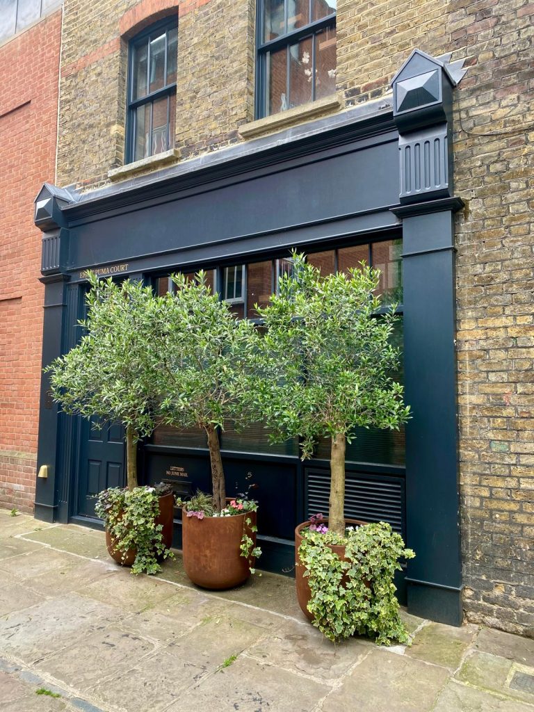Olive trees London