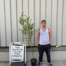 Koroneiki Greek Olive tree delivery included