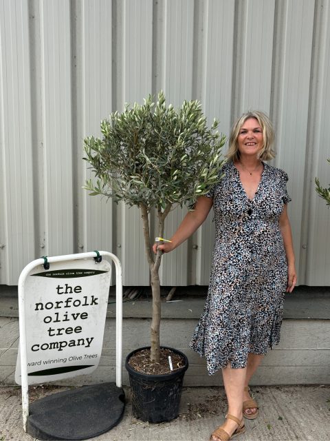 Multi-stem Olive tree