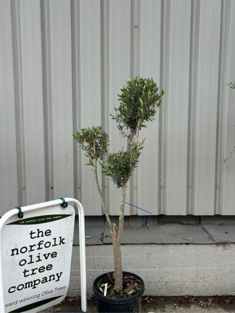 Pom Pom Olive Tree for sale