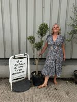 Pom Pom Olive Tree for sale