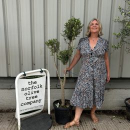 Pom Pom Olive Tree for sale