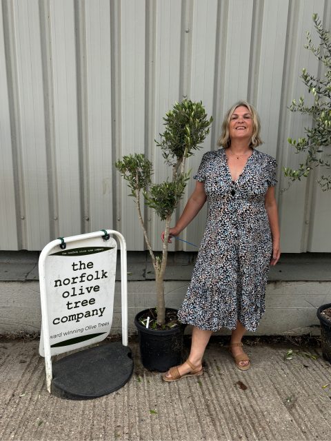 Pom Pom Olive Tree for sale