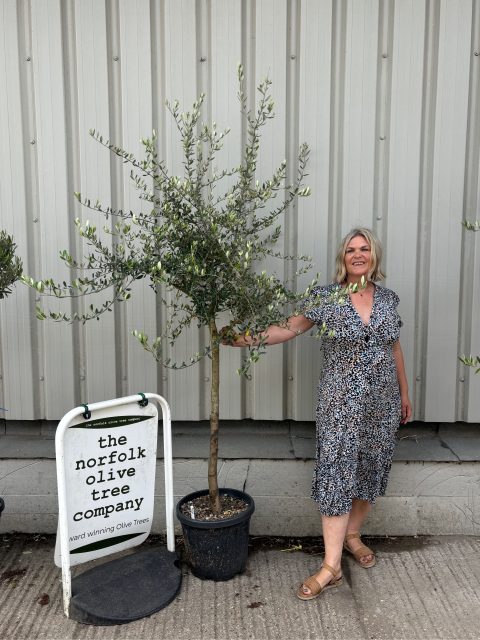 Tuscan Olive tree