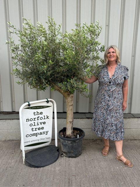 Mature Olive tree