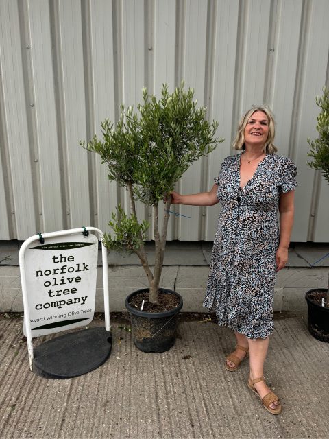 Architectural Olive tree