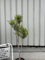IMG_0113 Multi-stem Olive tree