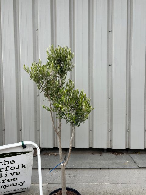 Multi-stem Olive tree