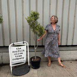Multi-stem Olive tree. Delivery included.