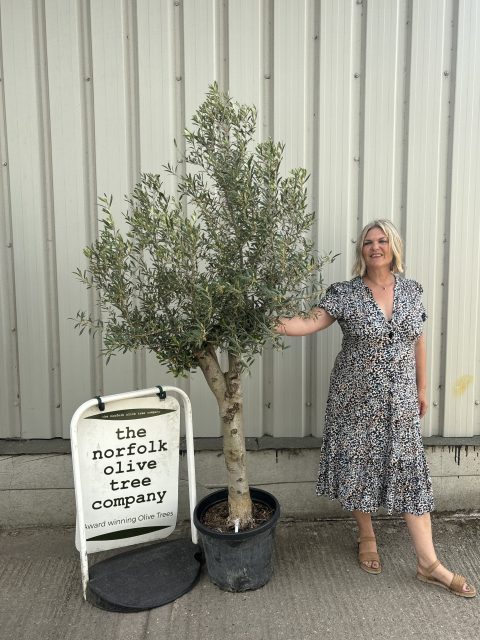Vase shaped Olive tree