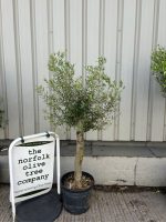IMG_0138 Olive Tree for Sale