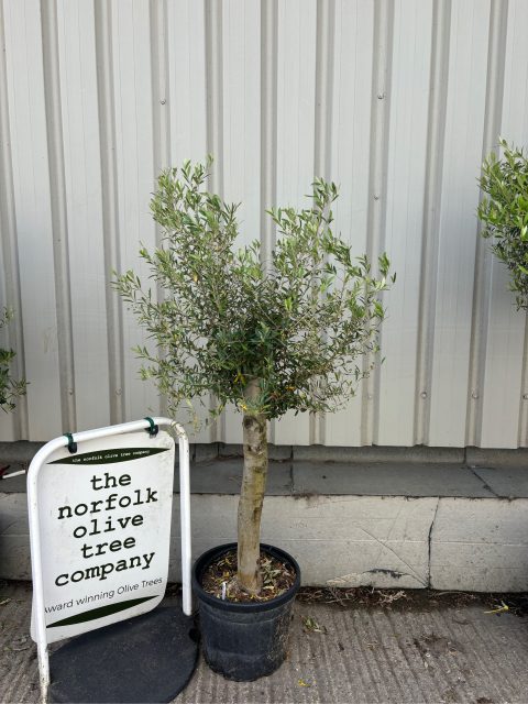 Olive Tree for Sale