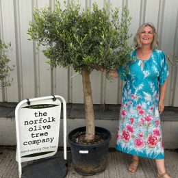 Mature Olive tree