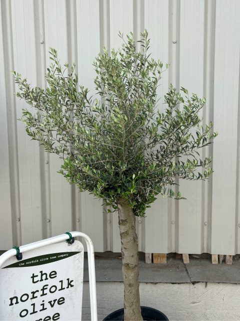 Mature Olive tree
