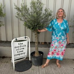 Mature Olive tree delivery included