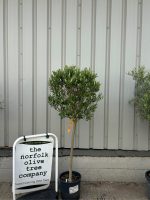 IMG_0149 Olive Tree for Sale