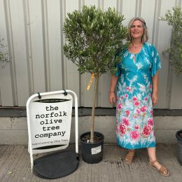 Olive Tree for Sale