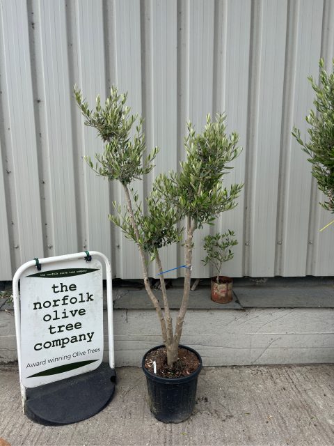 Multi-stem Olive tree